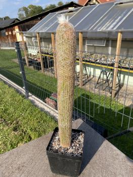 Espostoa lanata